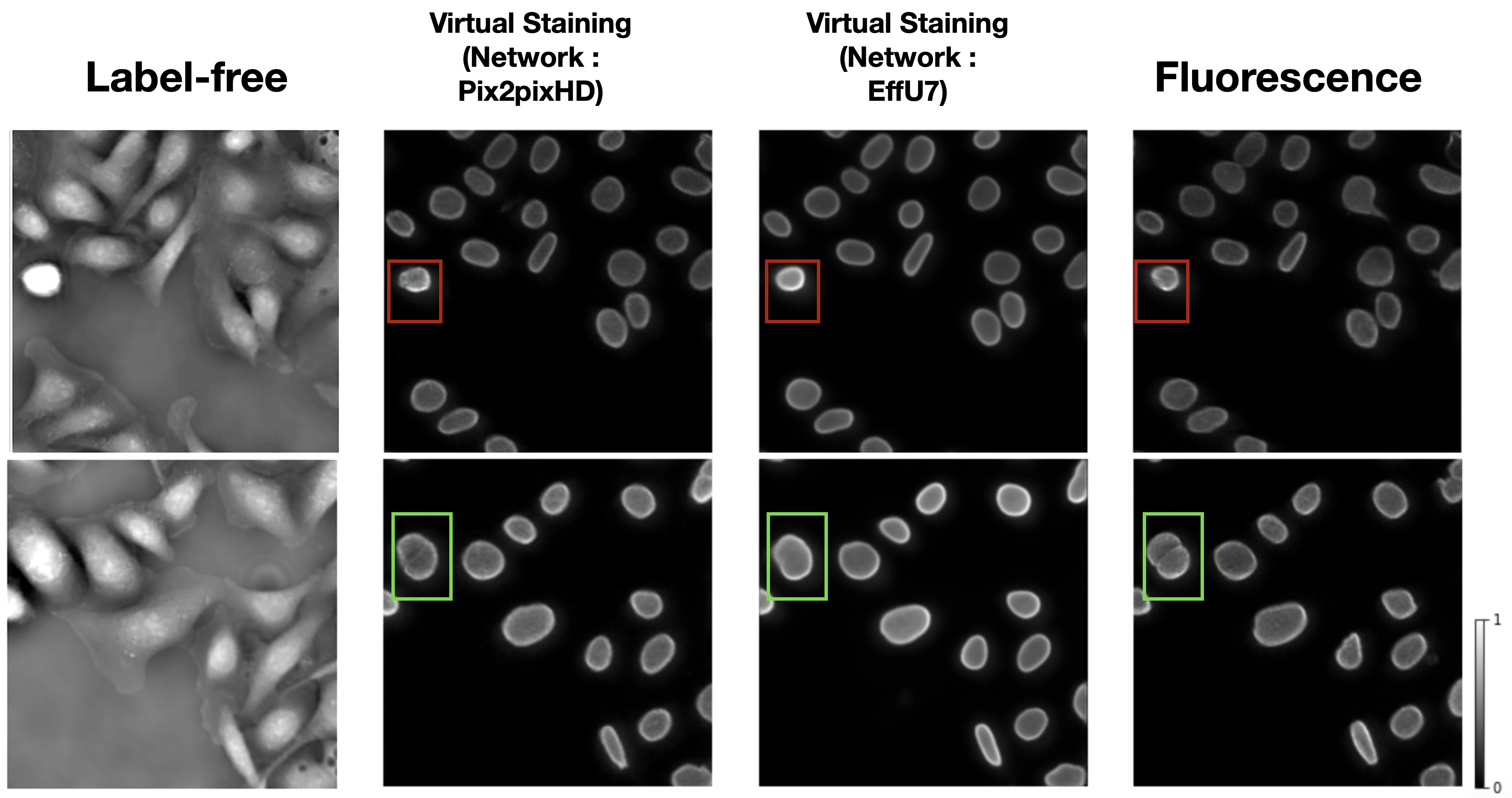 Utility of virtual staining and task network capacity